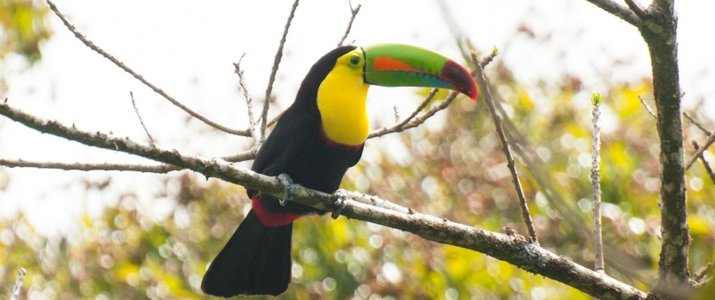 Santuario Ecologico Ecological Sanctuary Monteverde Santa Elena Rain Forest Forêt de Nuages Toucan Oiseau