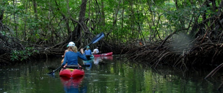 Williams-mangrove-tours-2