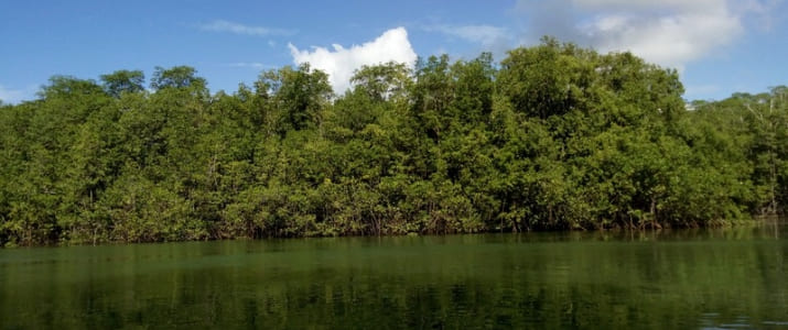 paysagesWilliams-mangrove-tours-2