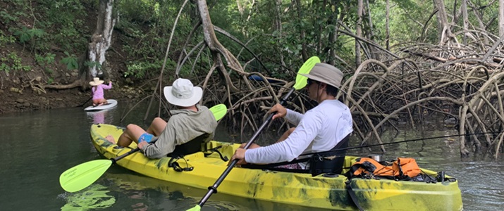 kayak, mangrove, excursion, activité