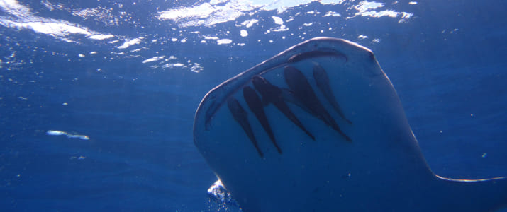 Caño divers - Requin Baleine