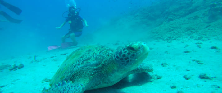 Caño divers - Tortues