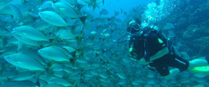 Caño divers - Vie marine