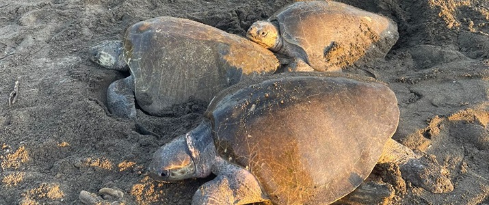 Trois tortues adultes sur une plage