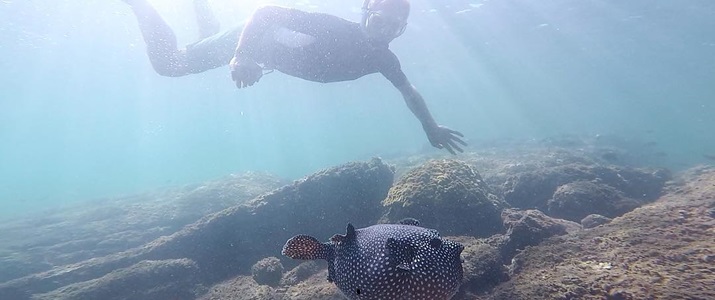 Garçon faisant du snorkelling observant un joli poisson noir à pois blancs