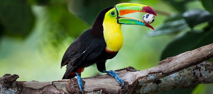 toucan sur une branche avec ouef dans le bec