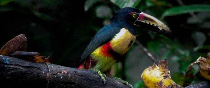 Cecropia Eco Lodge - Toucan