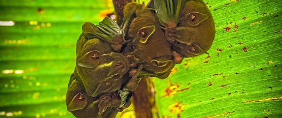 Cecropia Eco Lodge - Serpent