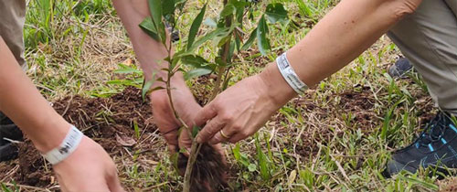 Cecropia Eco Lodge - Plantation