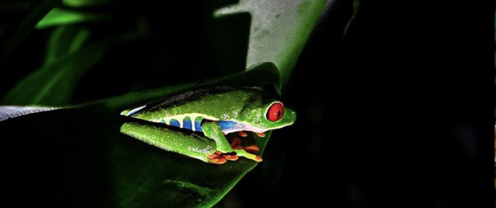 Cecropia Eco Lodge - Grenouille