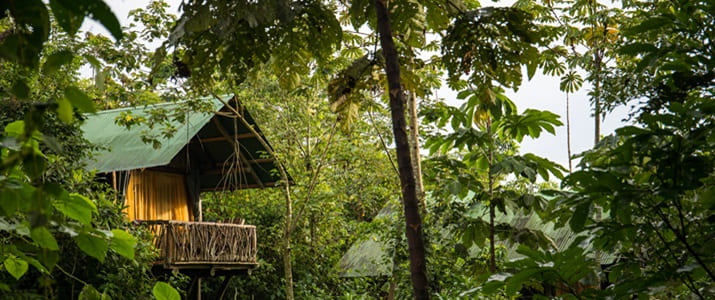 terrasse, chambre, extérieur, nature, jungle, vert