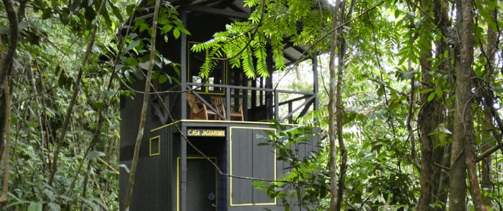 nature, cabane, arbre