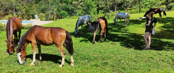 Hacienda Mil Bellezas - Chevaux