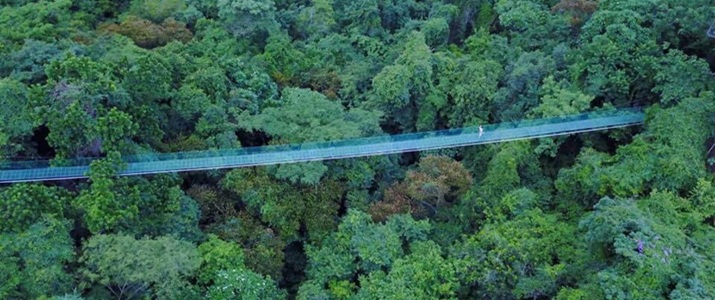 pont suspendu, pont de singe, nature, vue, balade